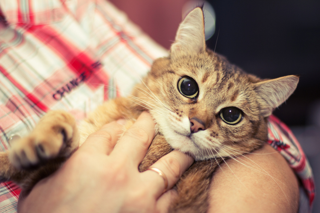 15 Unmistakable Signs Your Cat Adores You